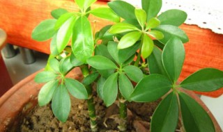 鸭掌木扦插步骤图解 一盆变多盆的技巧