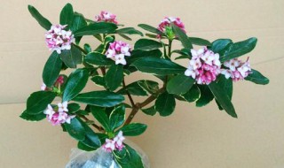 瑞香盆景怎么制作 怎样做瑞香盆景