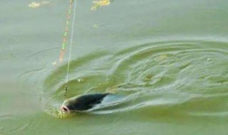 11月钓草鱼用什么饵最好 喜欢钓草鱼的钓友们可以试试哦