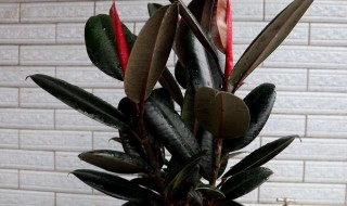 橡皮树施什么肥 需要注意什么问题