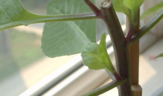 茎有几种 植物的茎有多少种