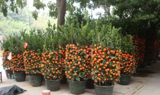 哪些水果可以盆栽 盆栽水果什么最好种