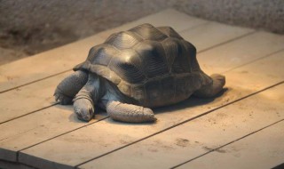 亚达伯拉象龟的寿命 亚达伯拉象龟是什么