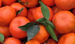 11月份沙糖桔转色期打药 沙糖桔什么时候打药最好