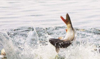 钓黑坑鲫鱼如何调漂 黑坑钓鱼鲫鱼怎么调漂，调几钓几