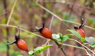 糖罐子泡酒功效 好处多多