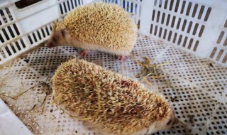 獾子繁殖方式 獾子是怎么繁殖的