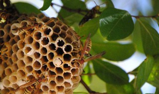 胡蜂泡酒的药用价值 胡蜂泡酒的好处有很多