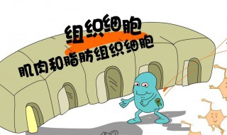 怎么激活胰岛功能 胰岛怎么激活