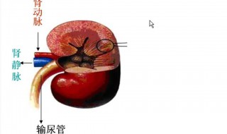 肾好的4大表现 肾脏健康的人,一般有4个表现