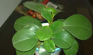 豆瓣绿怎样养护 豆瓣绿如何养殖