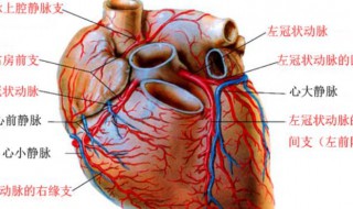 冠状动脉钙化严重吗 冠状动脉钙化要紧吗