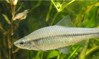 食蚊鱼的寿命 食蚊鱼的介绍