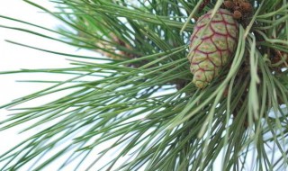 松塔泡酒的功效与作用 松塔泡酒的功效是什么