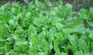 芥菜的功效与禁忌 你知道吗