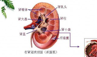 肌酐150严重吗 肌酐150多有多严重吗
