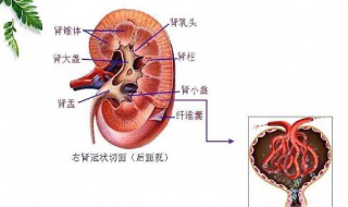 肌酐160严重吗 肌酐160多有多严重吗