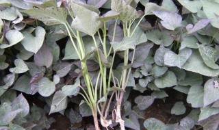 红薯苗怎么倒栽 五大方法