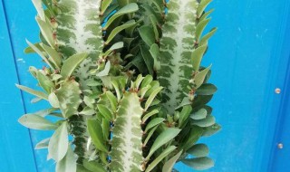 霸王鞭和龙骨柱的区别 龙骨和霸王鞭傻傻分不清楚?