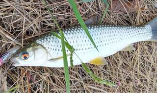 钓红眼鱼的技巧和方法 钓红眼鱼的最佳方法