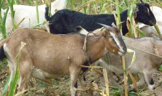 羊感冒流鼻涕怎么治 羊流鼻涕用什么药