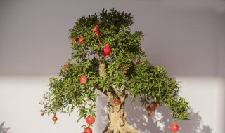 盆栽石榴树怎么过冬 注意事项