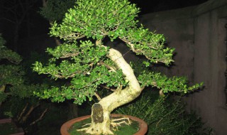 直杆罗汉松怎样造型 直杆罗汉松如何造型