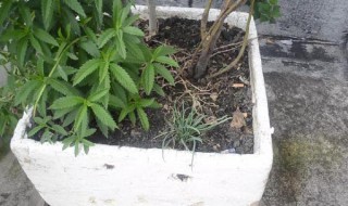 核桃壳可以做肥料吗 只需这样做