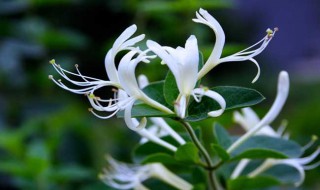 金银花盆景如何栽培 遵循如下5个步骤