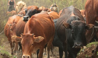 我做梦梦见一群牛啊从山上往屯子里进是啥意思 梦见一群牛啊从山上往屯子里进征兆