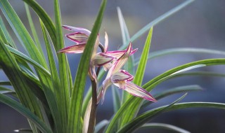 盆栽兰花用什么土好 怎么配置呢