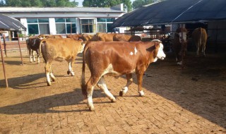 和牛在中国有饲养吗 你有吃过吗