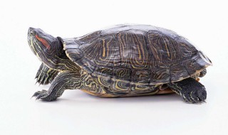 什么人不能养龟 你是这样的人吗