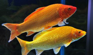 锦鲤鱼饲养方法 这几点内容需掌握