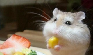 布丁仓鼠饲养方法 不妨先看看