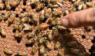 家中养蜂禁忌 一起来了解了解吧