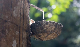 橡胶树怎么养 叶子变得又绿又亮