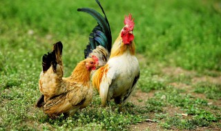 鸡的含义 鸡的象征意义