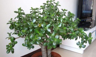 玉树怎么过冬 怎么让玉树顺利过冬