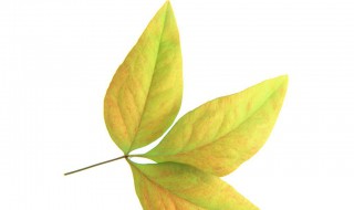 金钱木黄叶子怎么办 金钱木叶子黄了解决方法