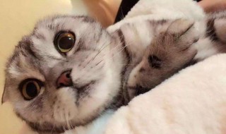 猫身体出脓怎么办 猫身上长脓包怎么治