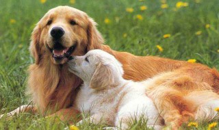 狗狗老扑人怎么办 狗狗太热情总是扑人怎么办