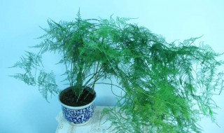文竹怎么浇水 文竹浇水的正确方法