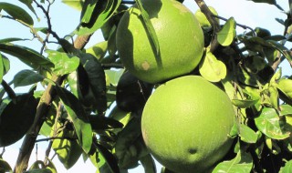 马家柚介绍 关于马家柚的特点