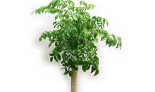 9月幸福树养殖注意事项 你学会了吗