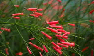 炮仗竹介绍 主要价值是什么