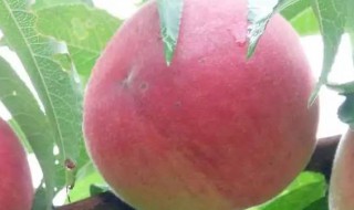 50元一斤桃子是什么桃子 什么桃子是50元一斤