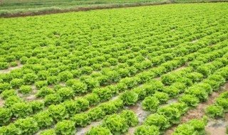 露天生菜种植方法 需要注意这些事项
