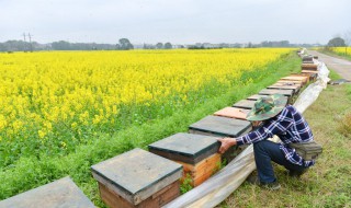 养十箱中蜂一年收入 下面我们就一起来看一看