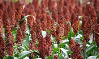 高梁的种植方法 你要了解